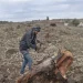 رجل يجمع الخشب من شجرة أزالها الجيش الإسرائيلي خلال توغل بقريته الرفيد على مشارف القنيطرة في سوريا 5 يناير 2025 (أ.ب)